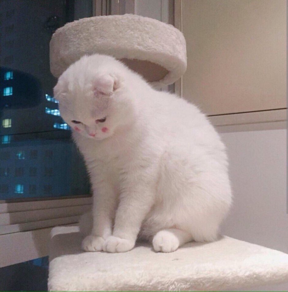 Кот скучает