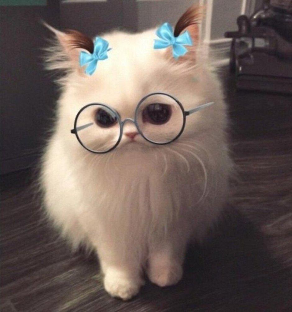 Смущенный котенок