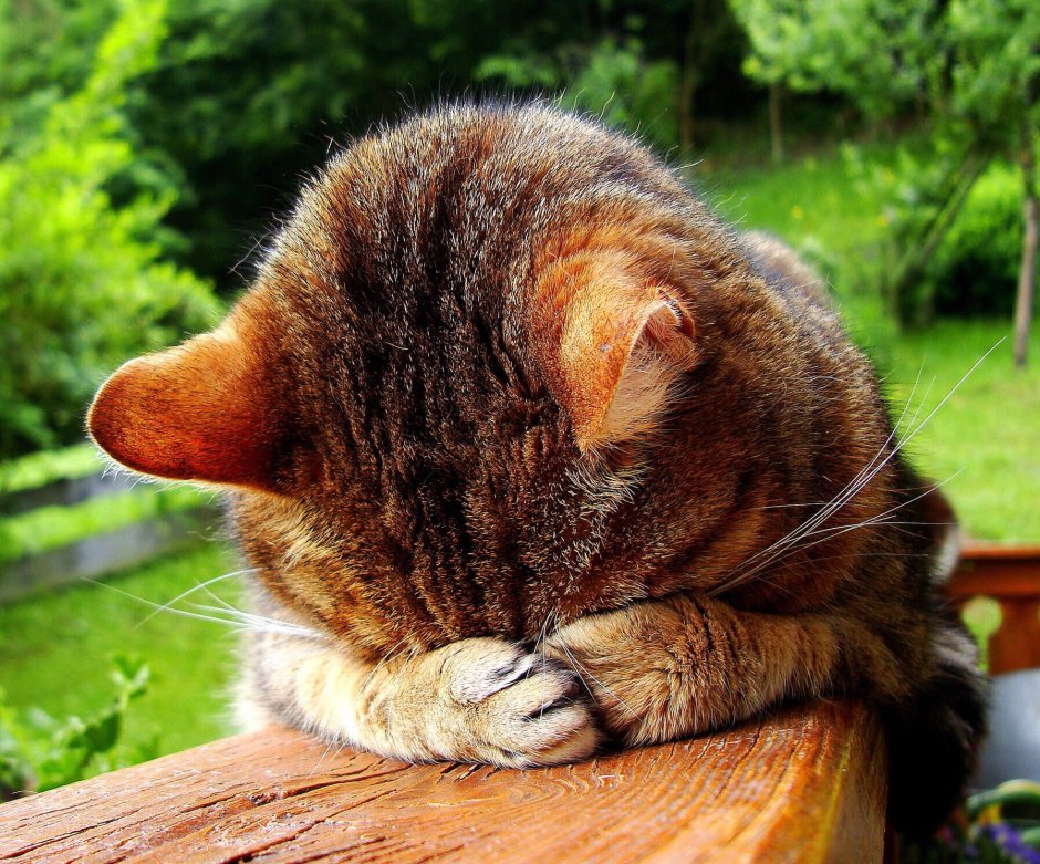 Котики Пинтерест