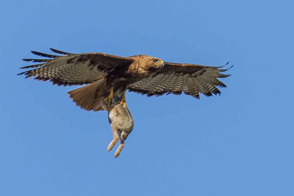 Desert Falcon