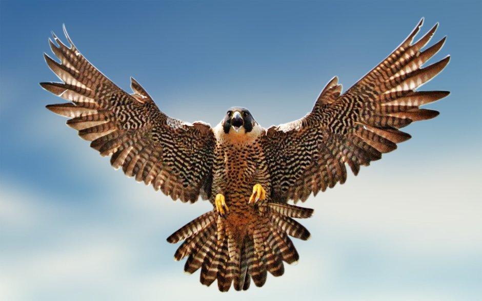 UAE National Bird Falcon
