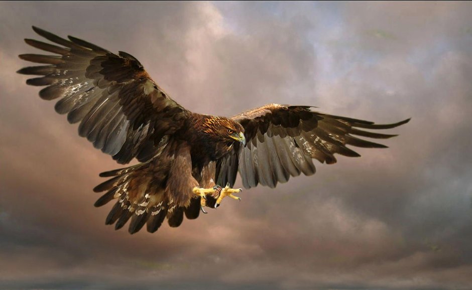 Buteo regalis