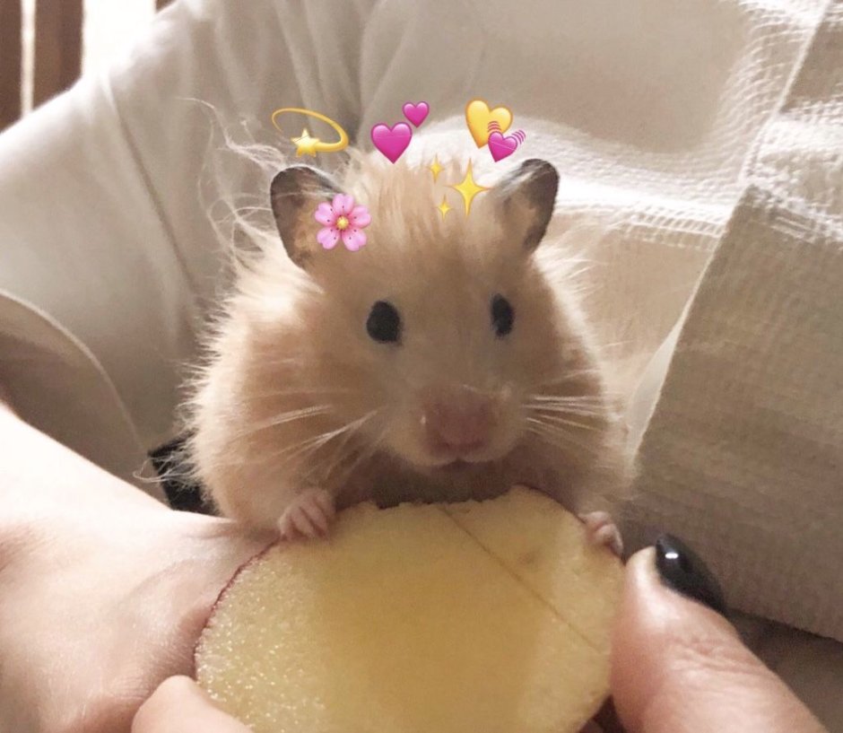 Катя хомячка