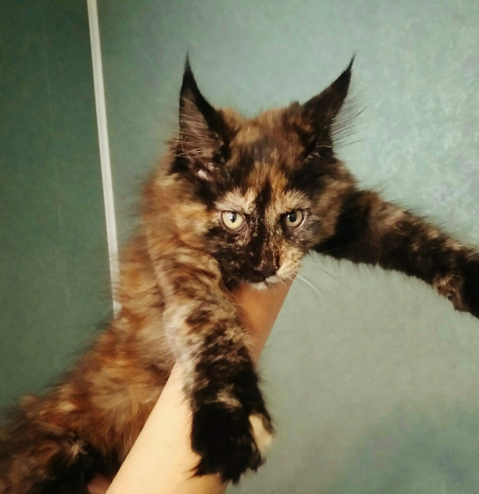 Хочу кошку с кисточкой