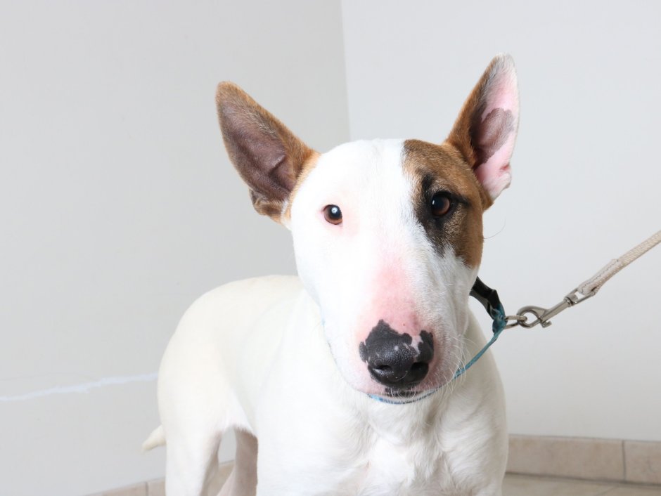 Bull Terrier 4k