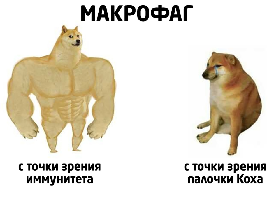 Такса 35 кг