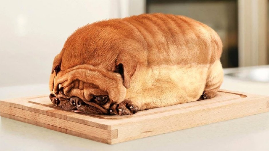 Корги коротколапый