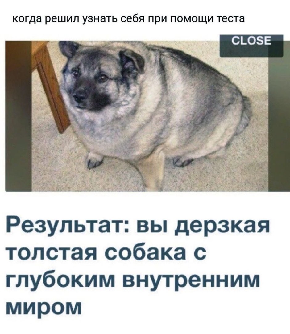 Собака без особых претензий