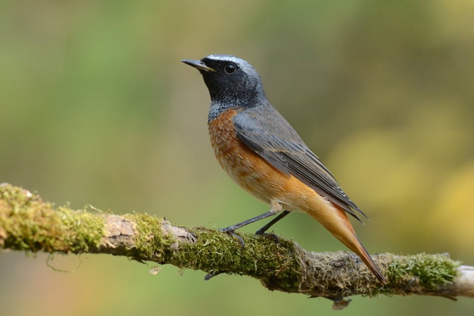 Странствующий Дрозд (turdus migratorius)