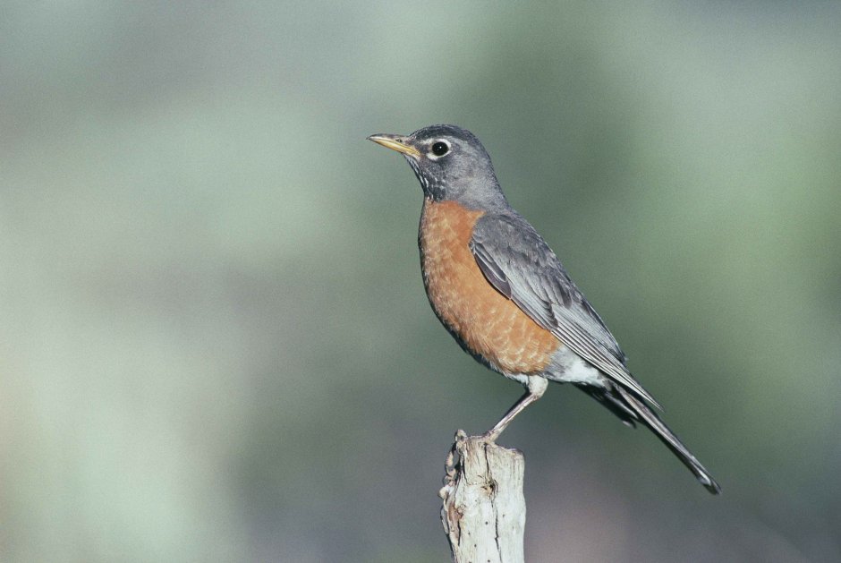 Turdus migratorius