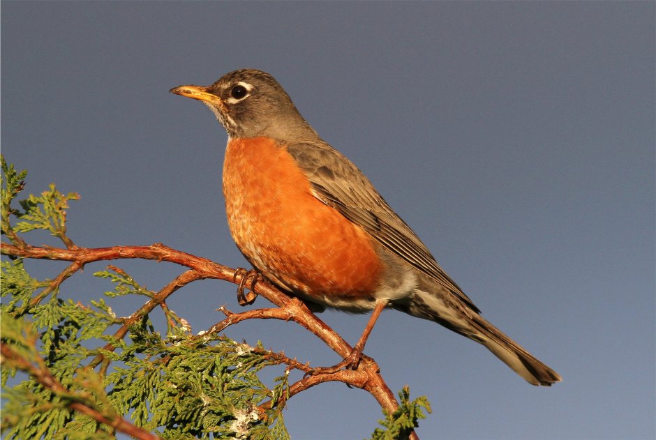 Petroica goodenovii