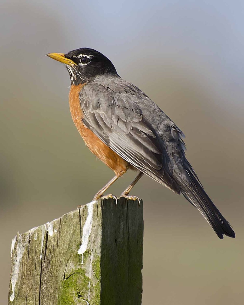 Turdus migratorius