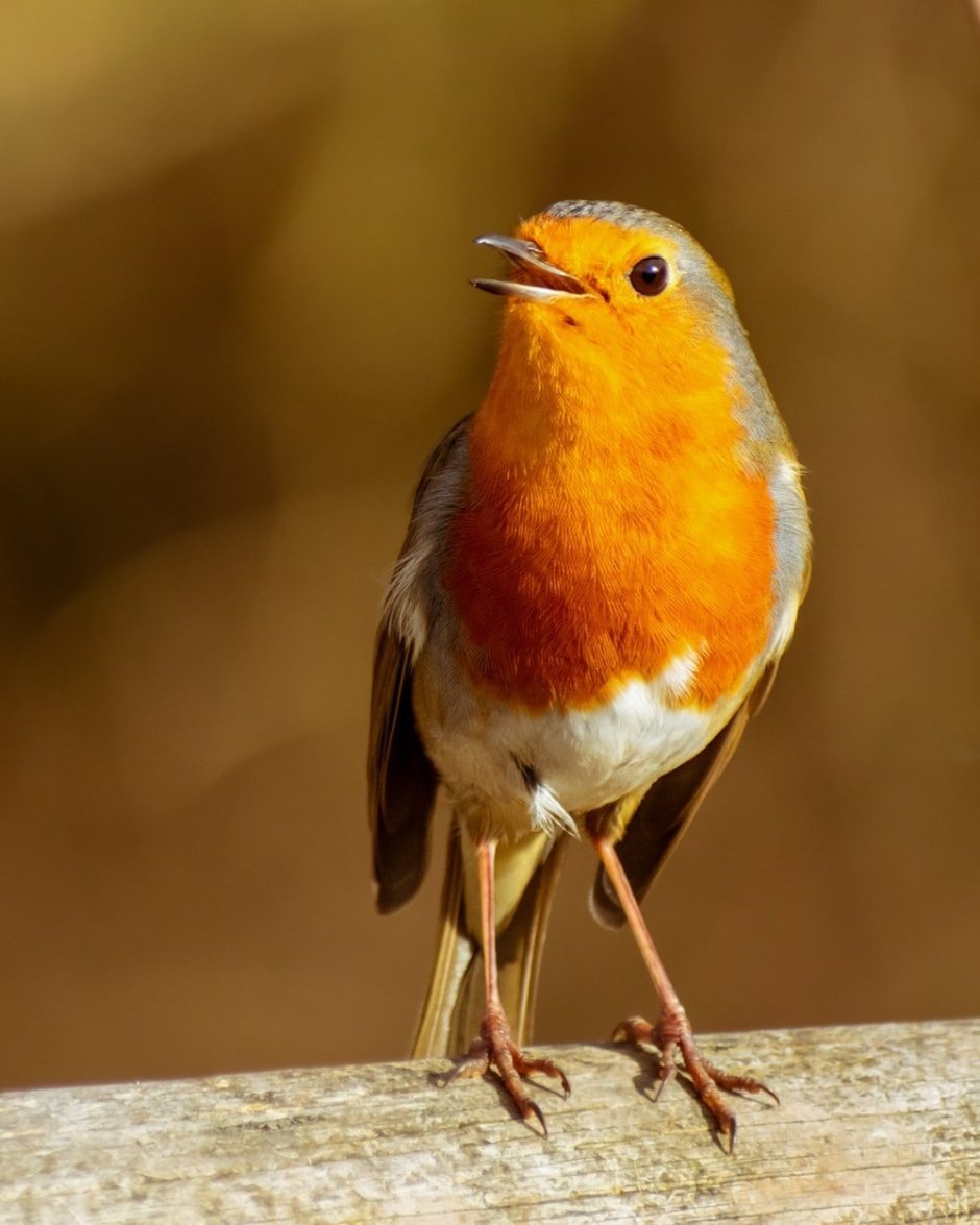 Странствующий Дрозд (turdus migratorius)