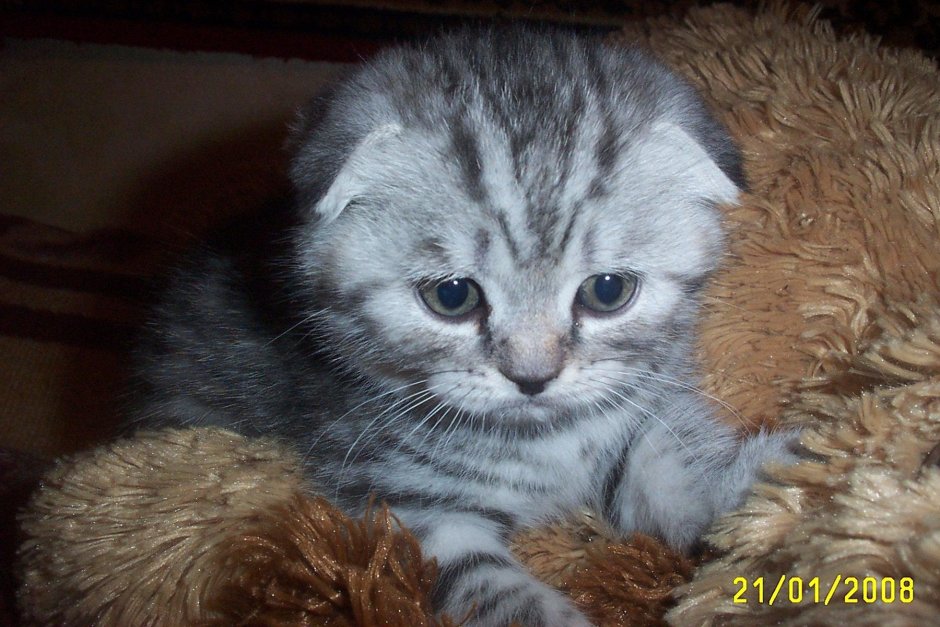Котята скоттиш фолд метисы