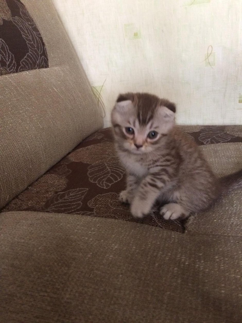 Шотландский вислоухий кот помесь