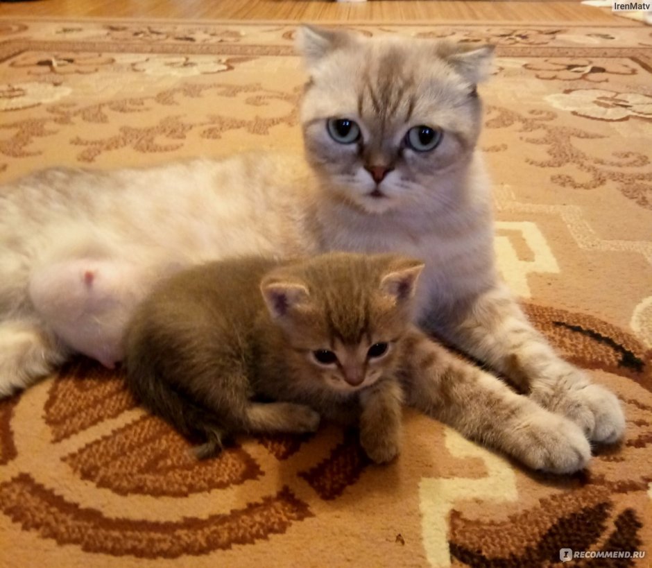 Шотландские котята с мамой