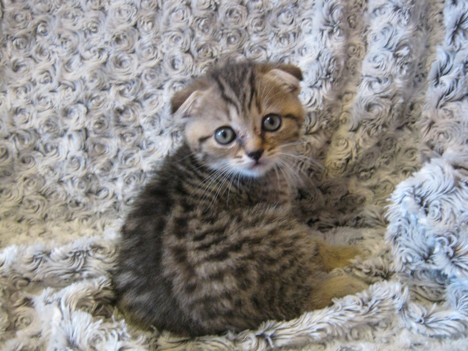 Вислоухий кот метис