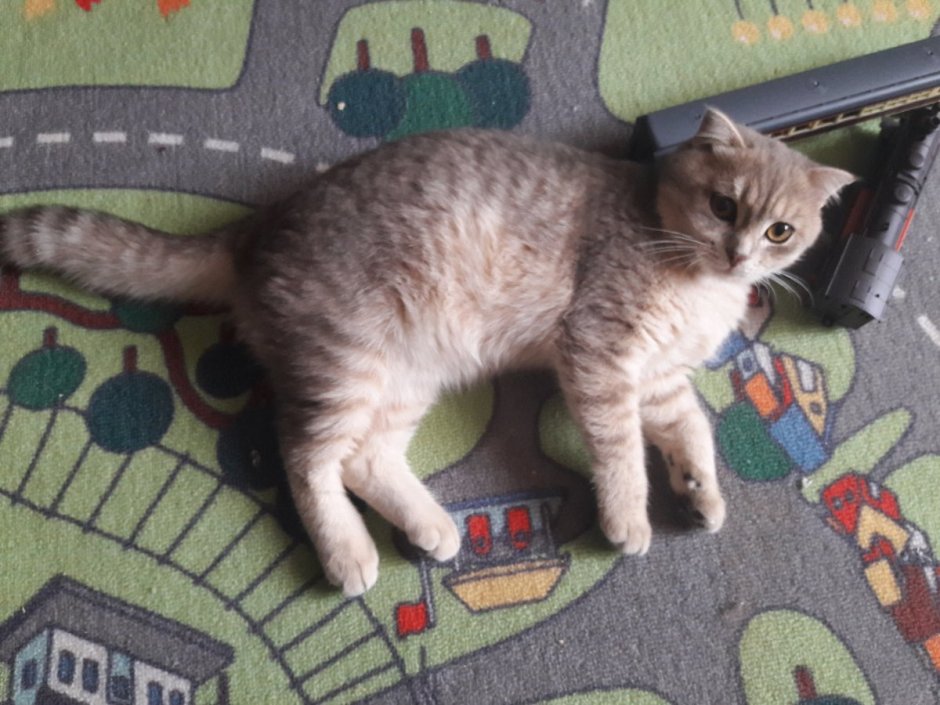 Метис скоттиш фолд