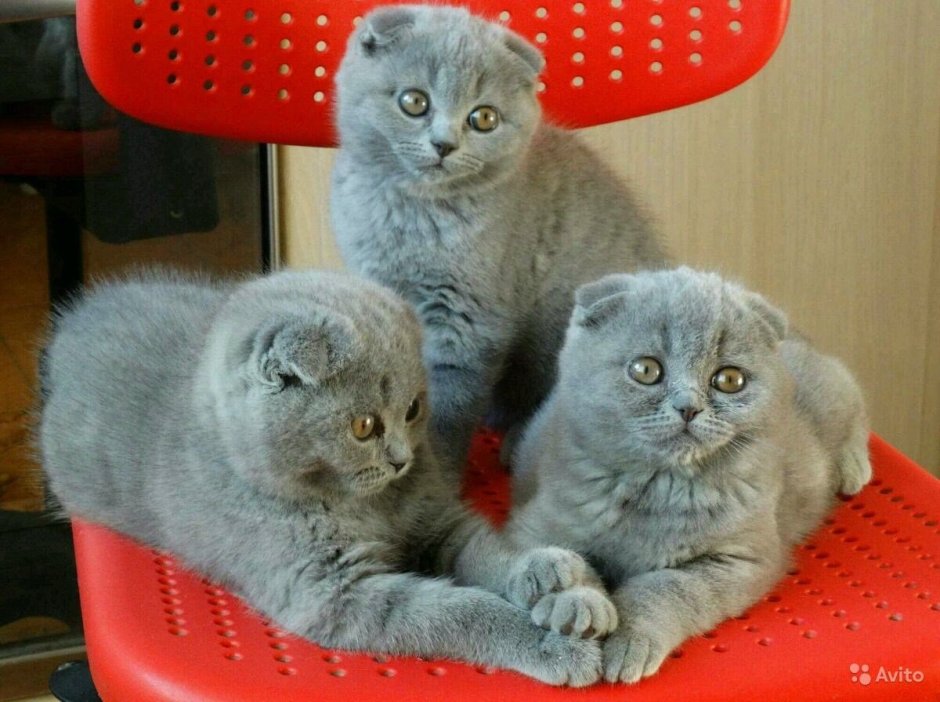 Скоттиш фолд Манчкин