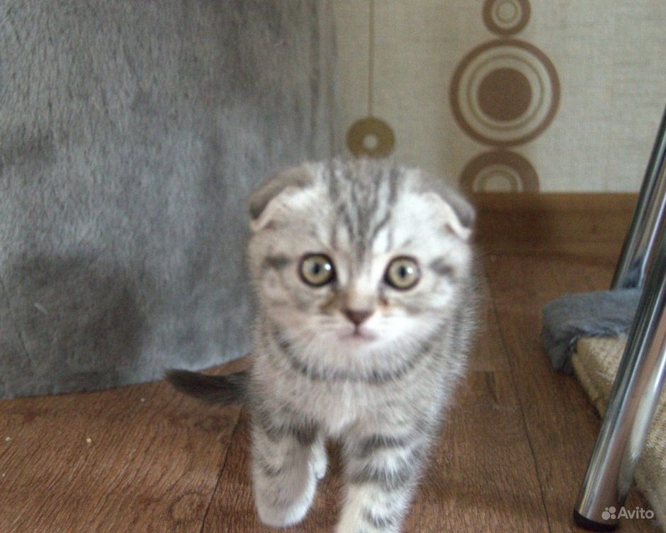 Шотландцы скоттиш страйт и скоттиш фолд котик