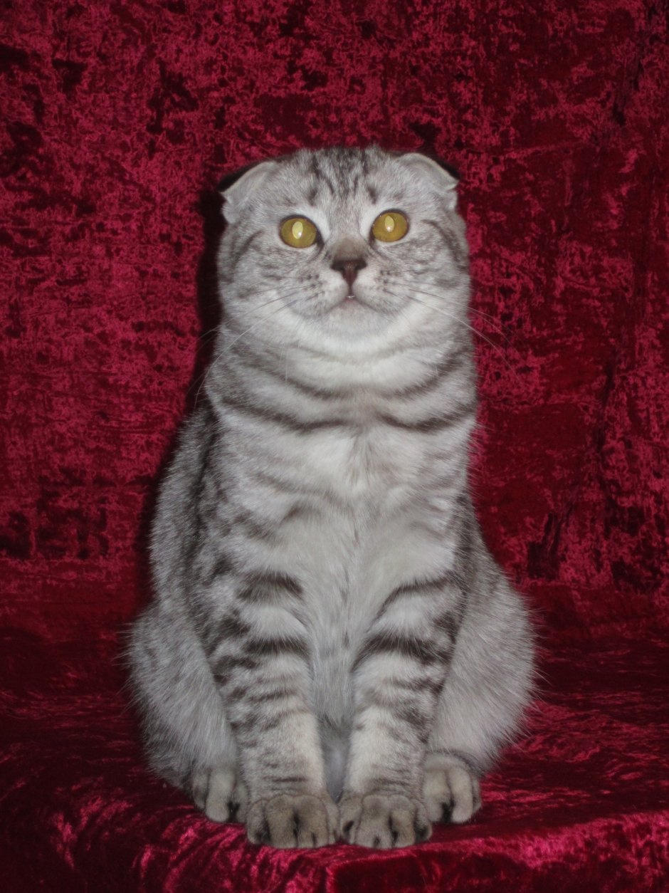 Шотландская вислоухая кошка