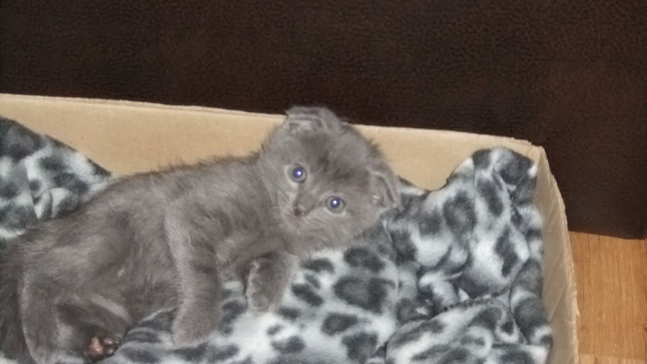 Шотландская вислоухая кошка метис