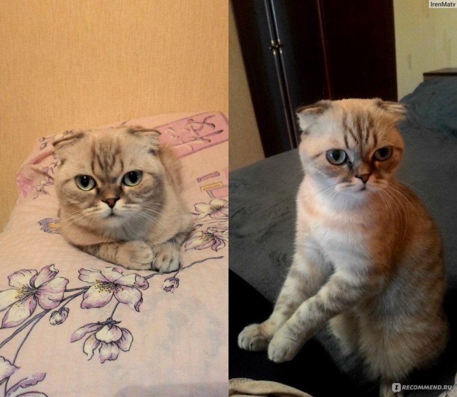 Смесь шотландца и обычной кошки