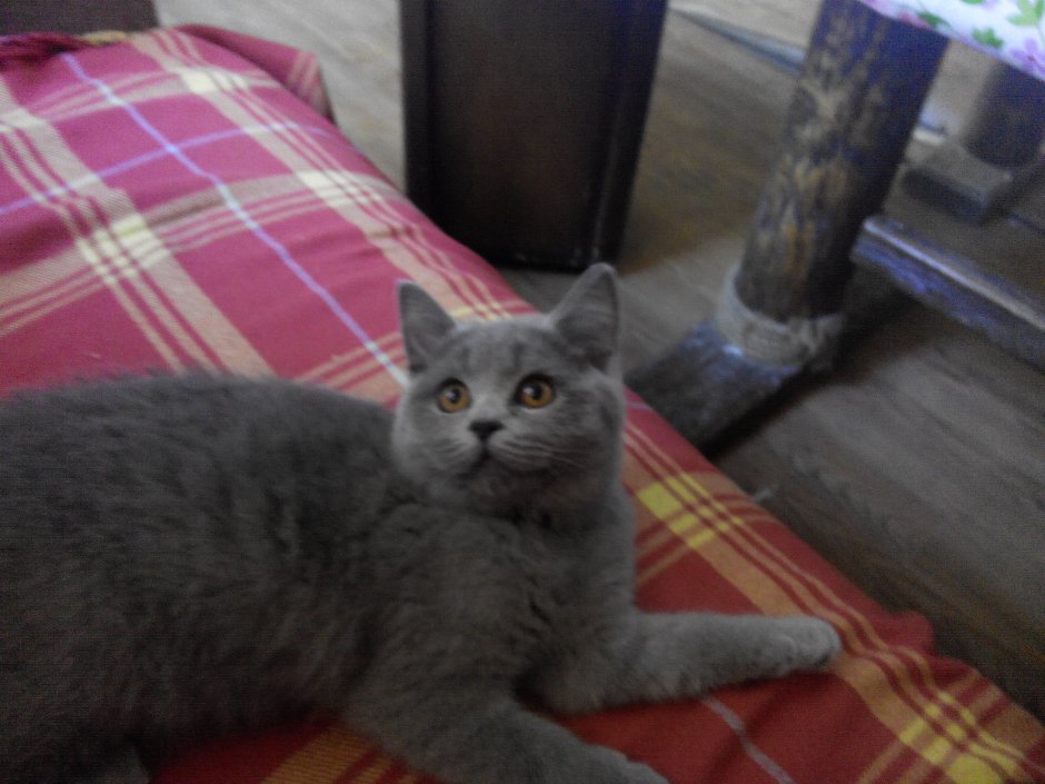 Кот шотландец метис