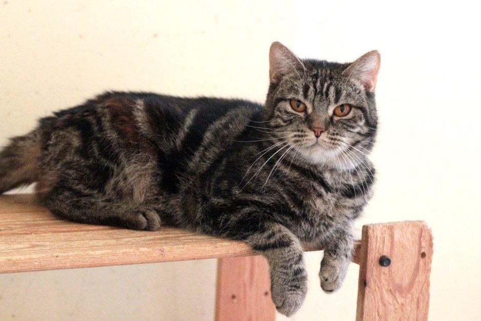 Шотландский котенок расцветка скоттиш