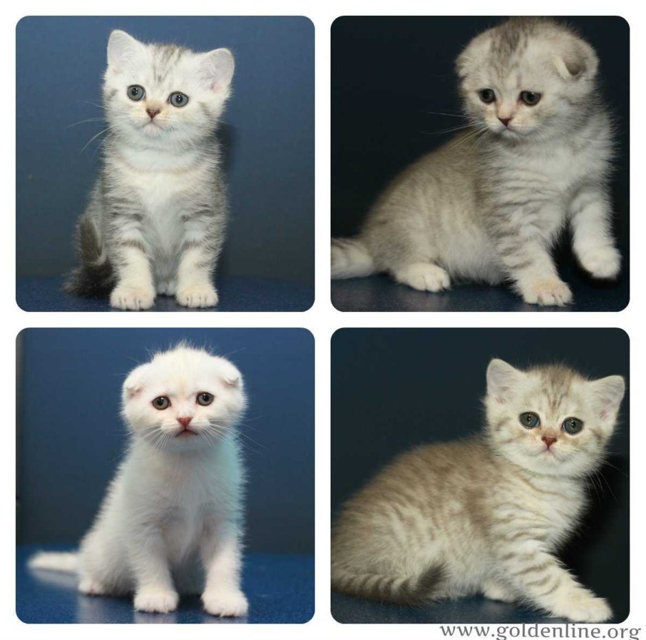 Беспородная вислоухая кошка