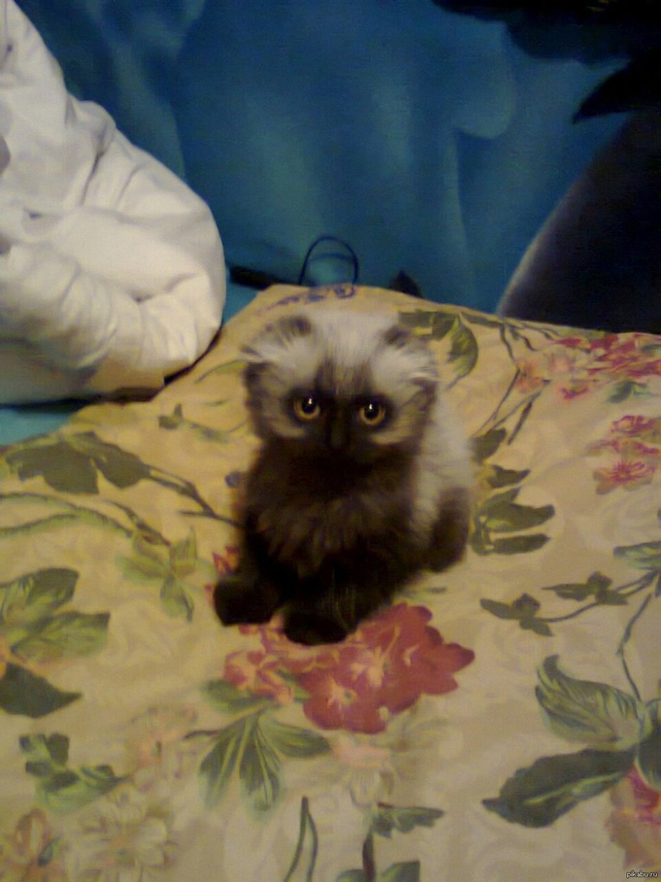 Шотландский фолд кот сиамский