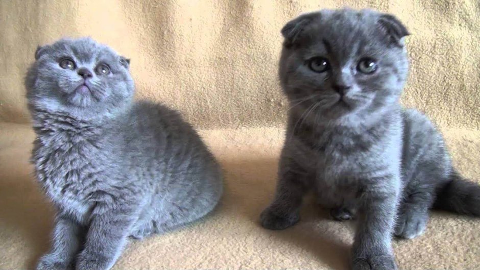 Шотландские котята вислоухие девочки 4 месяца