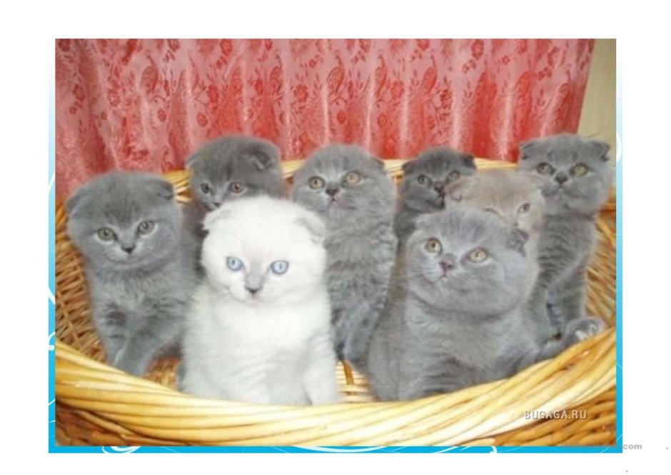 Вислоухие британские котята Полукровки