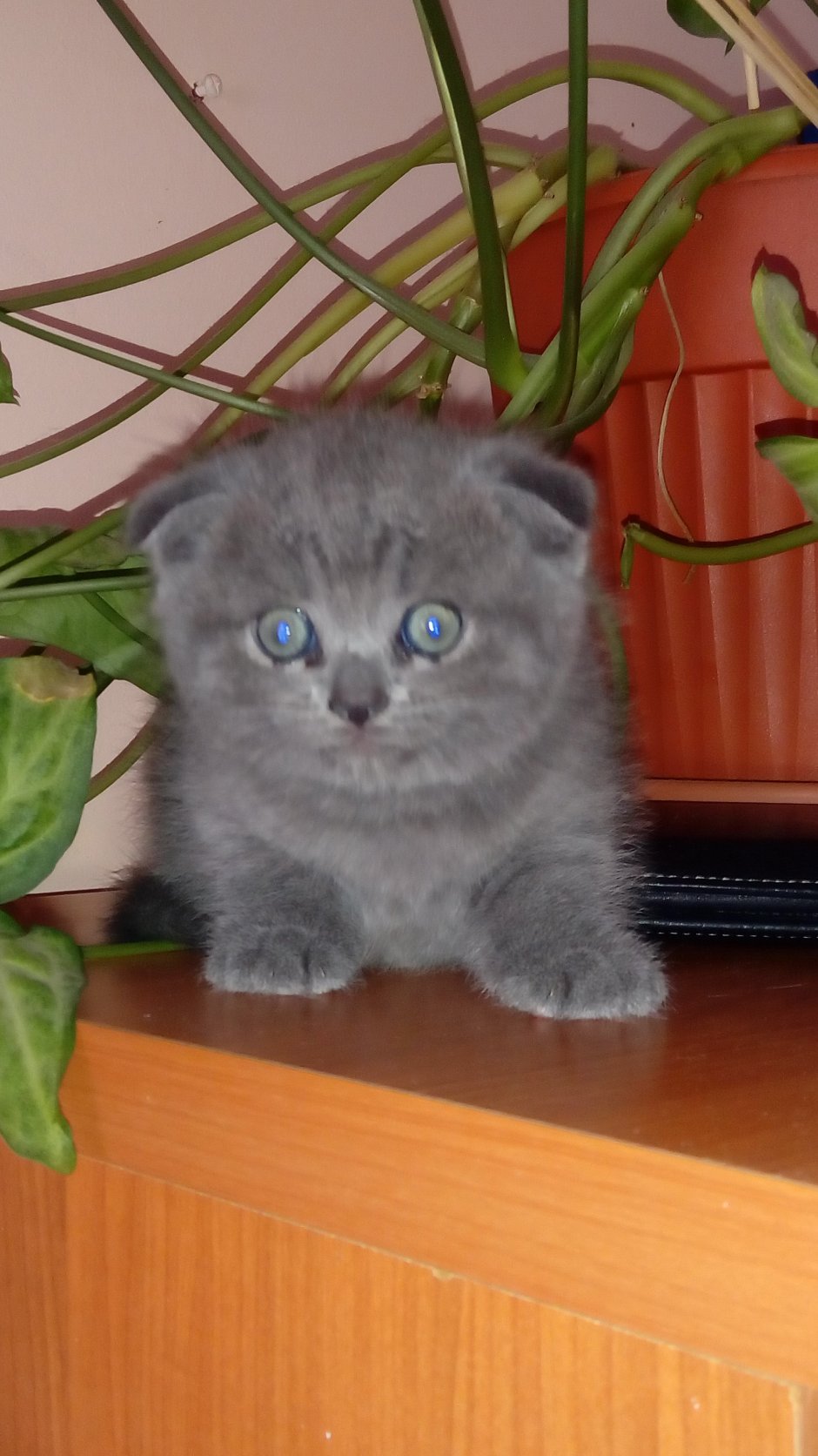 Котята метисы шотландской кошки и британского кота