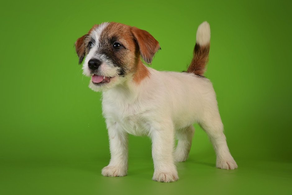 Джек Рассел терьер жеско шорстный