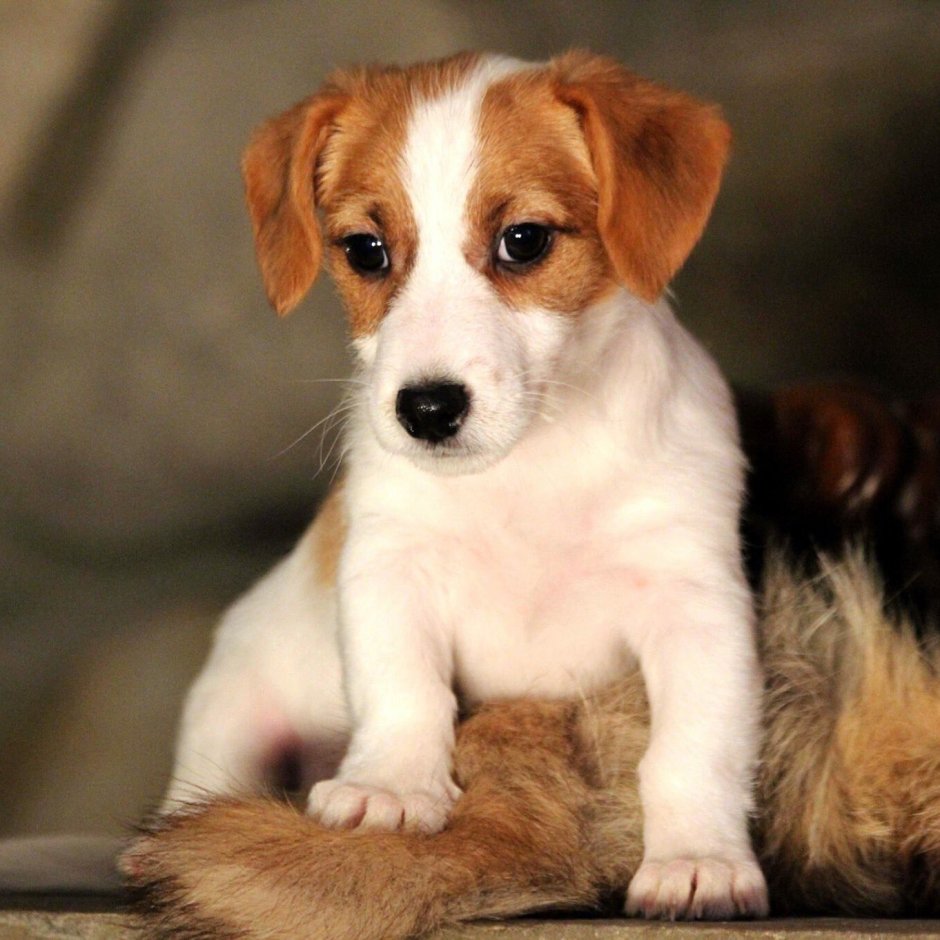 Джек Рассел длинношерстный