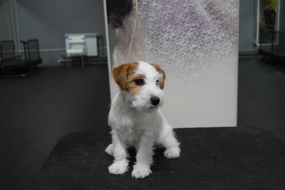 Рассел терьер жесткошерстный