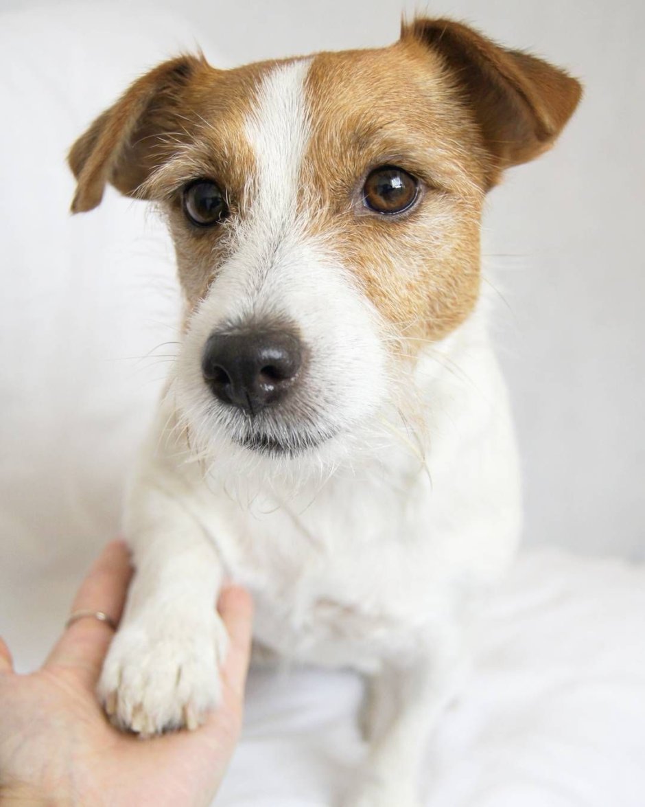 Джек-Рассел-терьер жесткошерстный