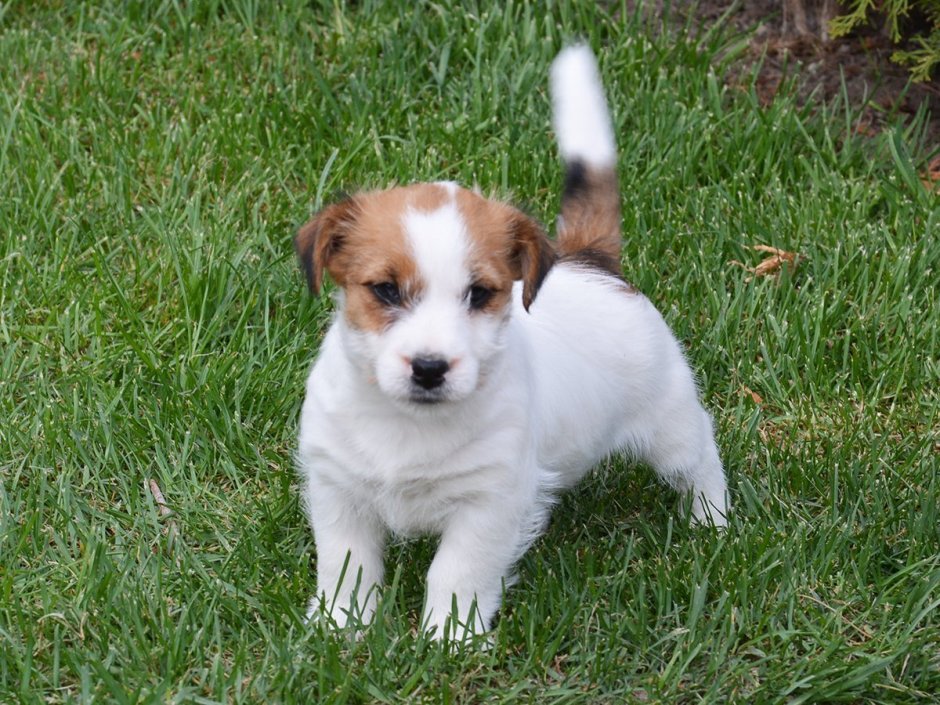 Джек-Рассел-терьер жесткошерстный