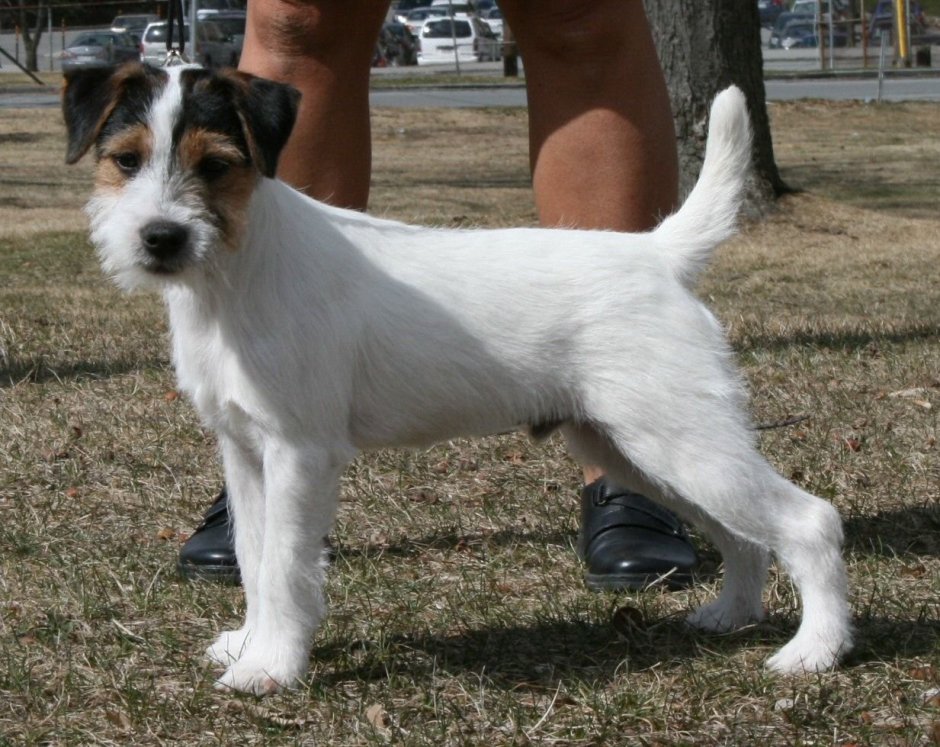 Джек Рассел длинношерстный