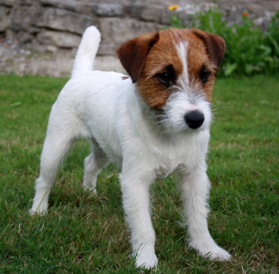 Рассел терьер длинношерстный