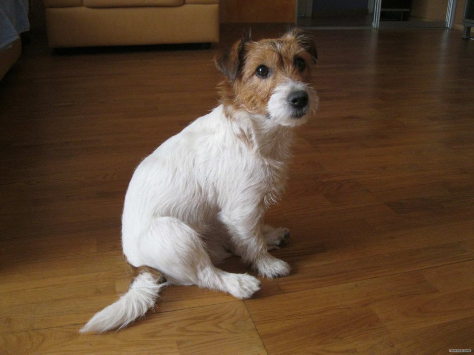 Джек Рассел терьер жеско шорстный