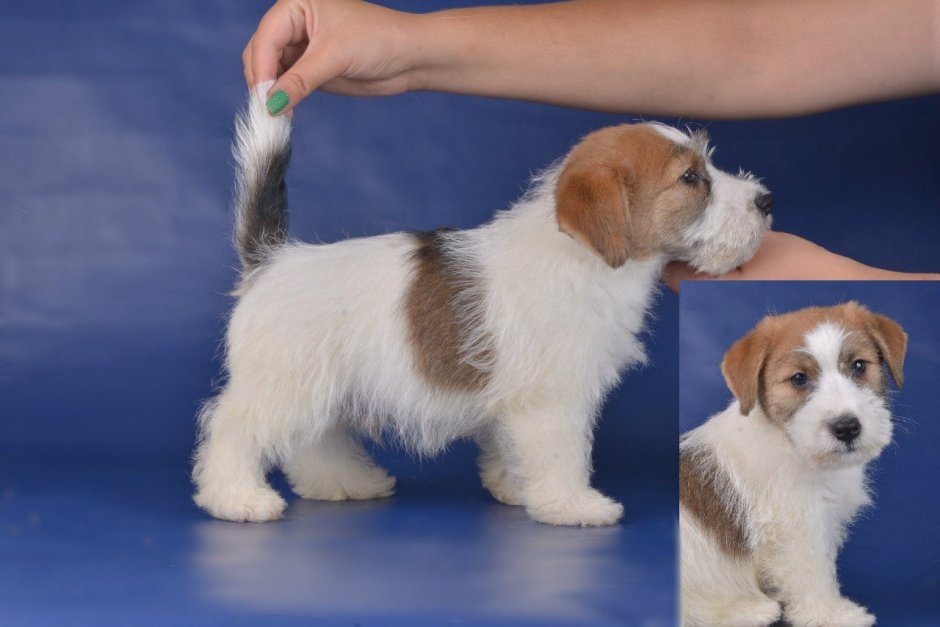 Джек-Рассел-терьер жесткошерстный щенок