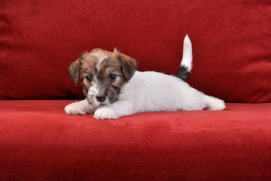 Джек Рассел Брокен щенок