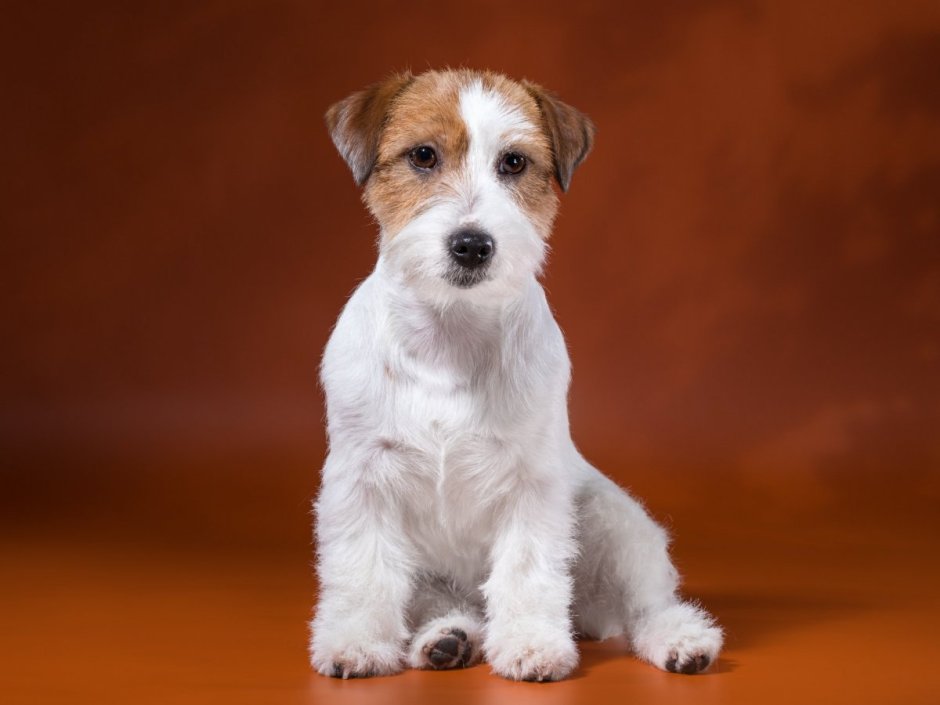 Джек Рассел терьер жеско шорстный