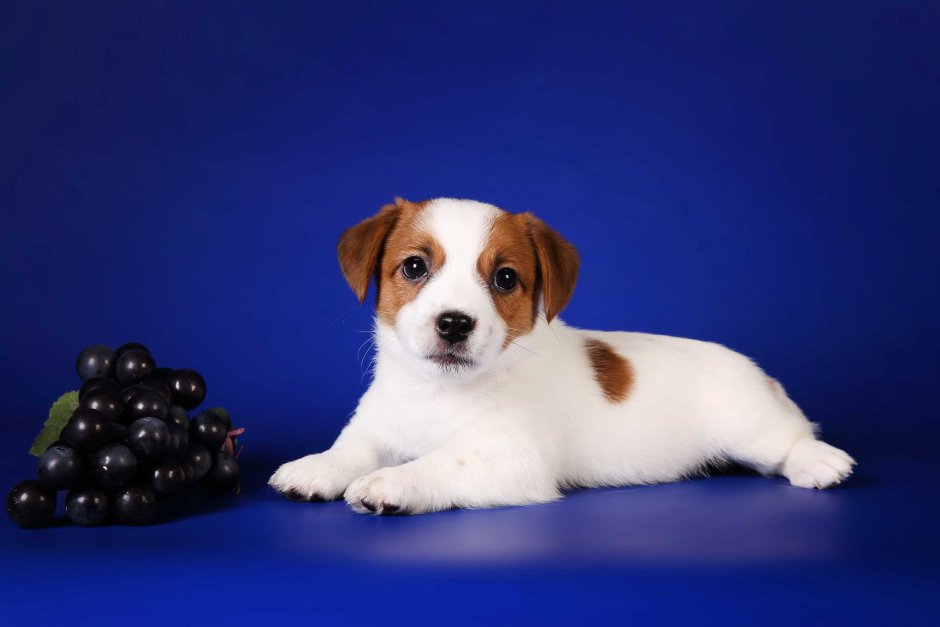 Джек Рассел пушистый фото