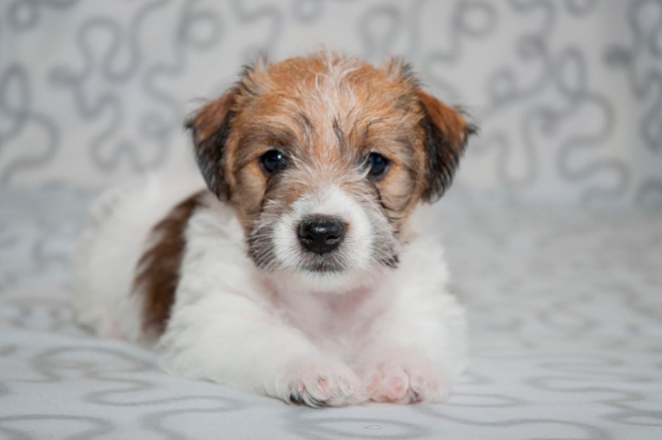 Джек Рассел длинношерстный