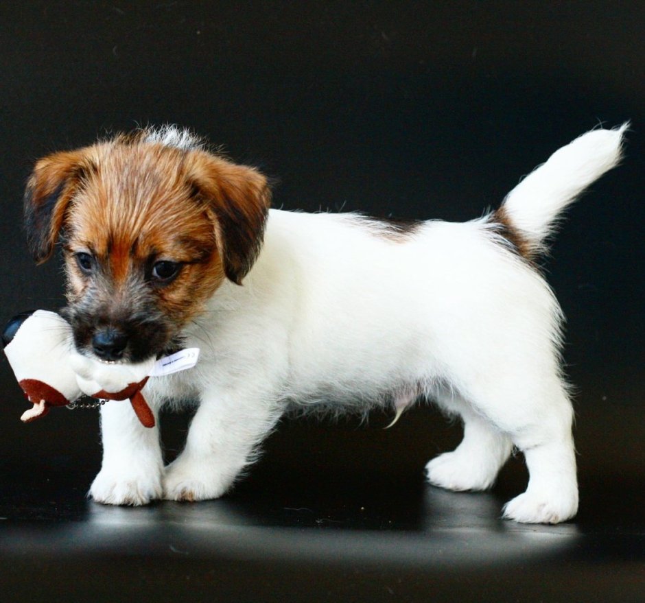 Джек Рассел терьер жеско шорстный