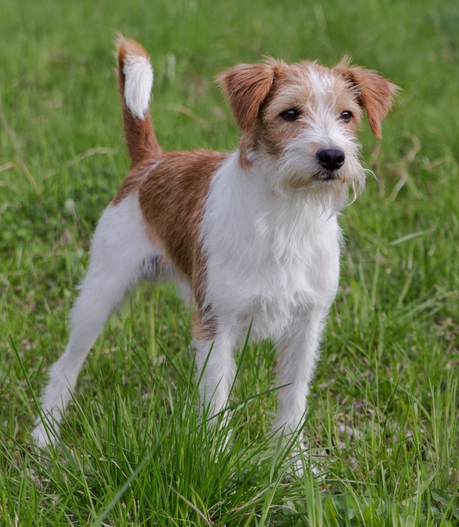 Джек Рассела длиношерсиный