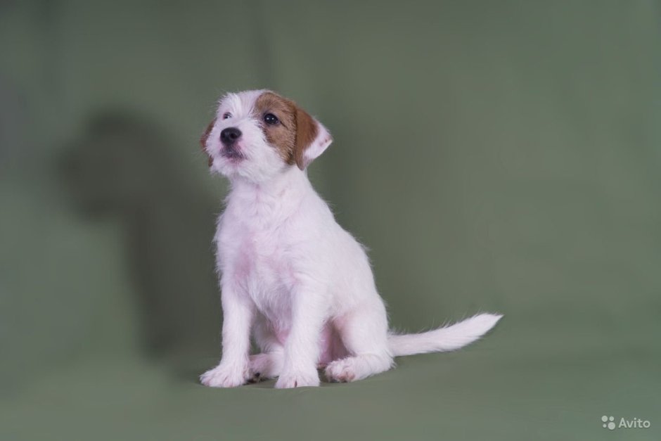 Джек Рассел Брокен длинношерстный белый